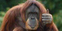 Orangutan allo zoo Webcam - Milwaukee